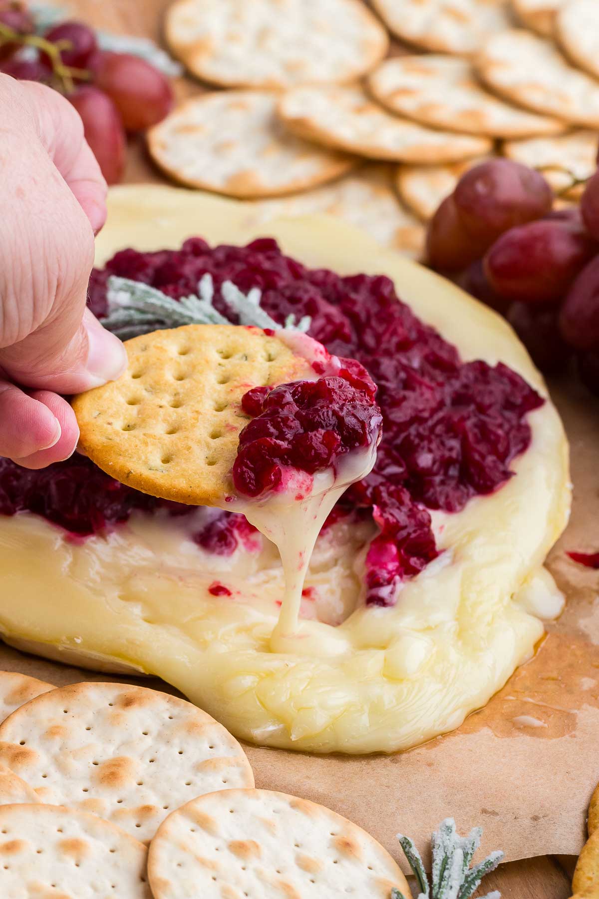 A hand scoops up melty brie cheese with cranberries