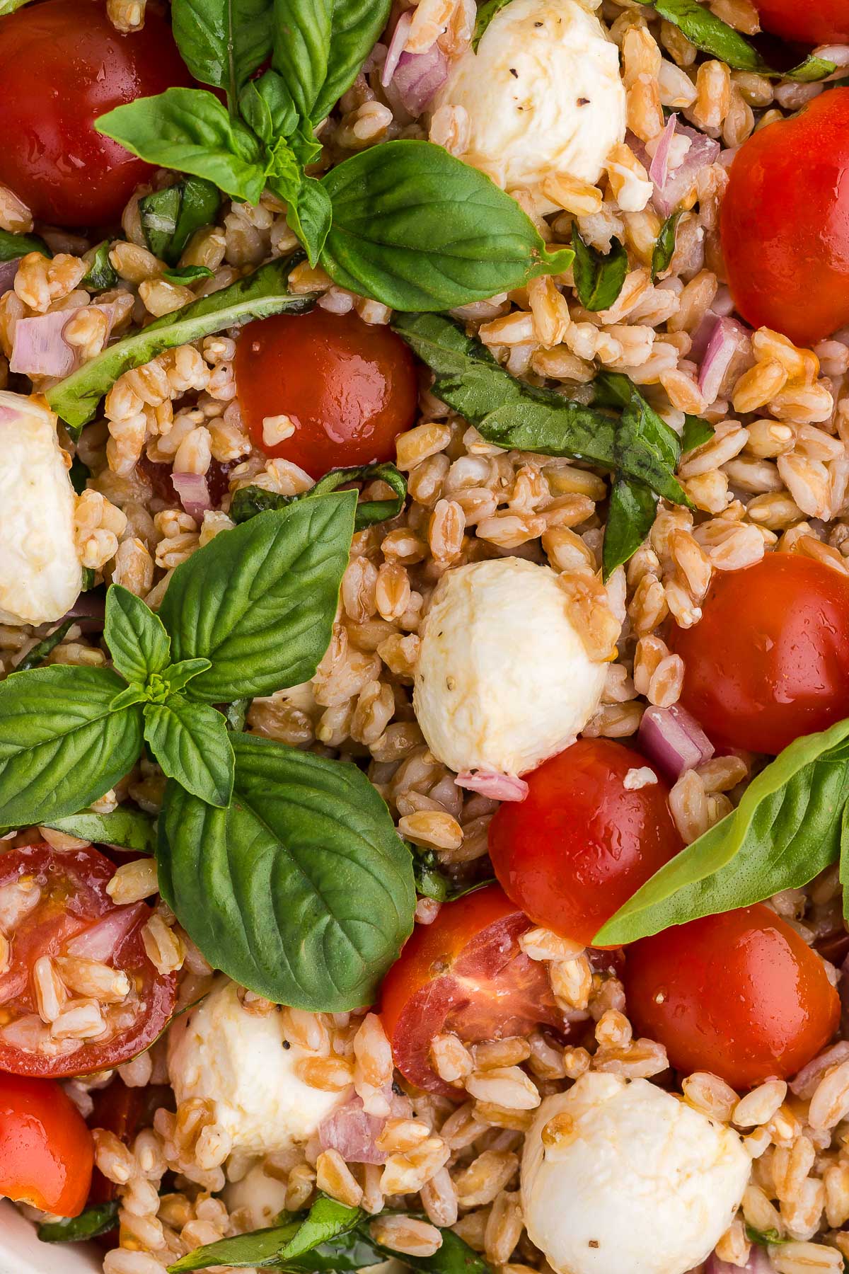 close-up of farro caprese salad